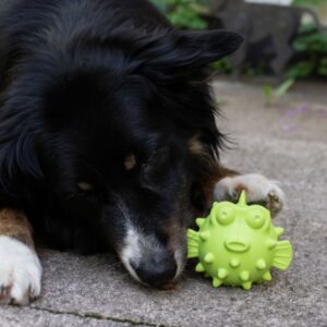 Der Snackball in niedlicher Fischform ist das ideale Spielzeug für Ihren Hund, das sowohl Intelligenz als auch Bewegung fördert. Hergestellt aus strapazierfähigem und hochwertigem TPR, bietet dieser robuste Ball eine lange Lebensdauer und viel Spaß beim Spielen. Dank der praktischen Öffnung können Sie ganz einfach Leckerlies einfüllen, die dann beim Spielen nach und nach herausfallen – perfekt für eine abwechslungsreiche Beschäftigung. Mit einer Größe von ca. 8 x 10 cm und in einem ansprechenden Grün ist dieser Snackball nicht nur funktional, sondern auch optisch ansprechend. Gönnen Sie Ihrem Vierbeiner dieses tolle Spielzeug für mehr Aktivität und Freude!