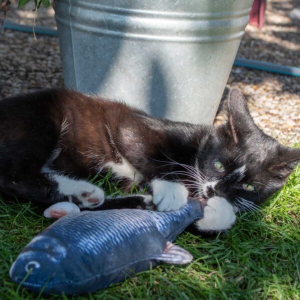 Entdecken Sie den innovativen Goldfisch für Katzen, der wirklich zum Leben erwacht! Dieses einzigartige Spielzeug zappelt beim Spielen wie ein echter Fisch und sorgt für stundenlangen Spaß und Beschäftigung. Gefüllt mit hochwertigem Madnip, stimuliert es den natürlichen Jagdinstinkt Ihrer Katze auf spielerische Weise. Mit dem mitgelieferten USB-Kabel ist das Aufladen kinderleicht und schnell erledigt. Mit einer Größe von ca. 30 cm ist dieser lebensechte Fisch das perfekte Spielzeug für jede Katze, die gerne aktiv ist. Gönnen Sie Ihrer Katze das beste Spielvergnügen mit diesem aufregenden und hochwertigen Spielzeug!