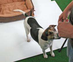 Dieses superbequeme und kuschelige Hundebett ist der perfekte Rückzugsort für Ihren vierbeinigen Freund. Der Außenbezug aus hochwertigem Velourstoff in eleganter Wildlederoptik sorgt für ein stilvolles Ambiente, während das weiche Teddyplüsch im Inneren maximalen Komfort bietet. Durch das Lösen der Schleifen an den Ecken verwandelt sich das Hundebett im Handumdrehen in eine flache Ruhedecke, ideal für unterwegs oder zu Hause. Mit den Außenmaßen von ca. 72 x 60 x 18 cm und einer großzügigen Deckenfläche von ca. 80 x 90 cm bietet es ausreichend Platz für kleine und mittelgroße Hunde. Pflegeleicht und hygienisch, kann das Hundebett bei 30°C von Hand gewaschen werden. Gönnen Sie Ihrem Hund den Komfort, den er verdient – mit diesem hochwertigen und gleichzeitig günstigen Hundebett!