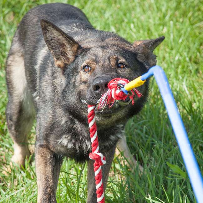 Haben Sie einen energiegeladenen Hund, der ständig beschäftigt werden muss? Der Tether Tug ist die ideale Lösung, um Ihren Hund sowohl physisch als auch mental auszulasten. Dieses hochwertige Spielzeug besteht aus einer stabilen Bodenhülse aus Metall, einer nahezu unzerstörbaren Fiberglasangel mit Gewebeummantelung und einem robusten Zerrseil, das sicher mit einem starken Karabiner verbunden ist. Um den Tether Tug im Garten zu nutzen, wählen Sie einen geeigneten Platz mit genügend Freiraum und Abstand zu Bäumen. Die Bodenhülse wird einfach in den Boden geschlagen, die Angel eingesetzt – und schon kann der Spaß beginnen! Beachten Sie bitte, dass der Tether Tug nur für den Außenbereich geeignet ist und Ihr Hund niemals unbeaufsichtigt damit spielen sollte, um Beschädigungen zu vermeiden. Mit der Größe XXL ist dieses Produkt perfekt für Hunde über 45 kg geeignet. Wählen Sie die elegante Farbkombination schwarz/bordeaux und geben Sie Ihrem Hund die Möglichkeit, sich auszutoben!
