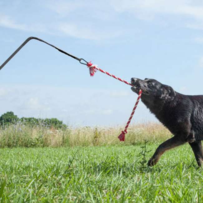 Haben Sie einen energiegeladenen Hund, der ständig beschäftigt werden muss? Der Tether Tug ist die ideale Lösung, um Ihren Hund sowohl physisch als auch mental auszulasten. Dieses hochwertige Spielzeug besteht aus einer stabilen Bodenhülse aus Metall, einer nahezu unzerstörbaren Fiberglasangel mit Gewebeummantelung und einem robusten Zerrseil, das sicher mit einem starken Karabiner verbunden ist. Um den Tether Tug im Garten zu nutzen, wählen Sie einen geeigneten Platz mit genügend Freiraum und Abstand zu Bäumen. Die Bodenhülse wird einfach in den Boden geschlagen, die Angel eingesetzt – und schon kann der Spaß beginnen! Beachten Sie bitte, dass der Tether Tug nur für den Außenbereich geeignet ist und Ihr Hund niemals unbeaufsichtigt damit spielen sollte, um Beschädigungen zu vermeiden. Mit der Größe XXL ist dieses Produkt perfekt für Hunde über 45 kg geeignet. Wählen Sie die elegante Farbkombination schwarz/bordeaux und geben Sie Ihrem Hund die Möglichkeit, sich auszutoben!