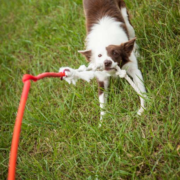 Haben Sie einen energiegeladenen Hund, der ständig beschäftigt werden muss? Der Tether Tug ist die ideale Lösung, um Ihren Hund sowohl physisch als auch mental auszulasten. Dieses hochwertige Spielzeug besteht aus einer stabilen Bodenhülse aus Metall, einer nahezu unzerstörbaren Fiberglasangel mit Gewebeummantelung und einem robusten Zerrseil, das sicher mit einem starken Karabiner verbunden ist. Um den Tether Tug im Garten zu nutzen, wählen Sie einen geeigneten Platz mit genügend Freiraum und Abstand zu Bäumen. Die Bodenhülse wird einfach in den Boden geschlagen, die Angel eingesetzt – und schon kann der Spaß beginnen! Beachten Sie bitte, dass der Tether Tug nur für den Außenbereich geeignet ist und Ihr Hund niemals unbeaufsichtigt damit spielen sollte, um Beschädigungen zu vermeiden. Mit der Größe XXL ist dieses Produkt perfekt für Hunde über 45 kg geeignet. Wählen Sie die elegante Farbkombination schwarz/bordeaux und geben Sie Ihrem Hund die Möglichkeit, sich auszutoben!