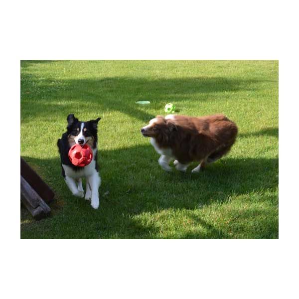 Entdecken Sie das innovative Belohnungs- und Apportierspielzeug, den Turbo Kick Soccer Ball! Dieses einzigartige Spielzeug überzeugt durch seine flexible und stabile Form, die es ideal für aufregende Fußballspiele mit Ihrem Hund macht. Verstecken Sie köstliche Leckerlies im Ball und ziehen Sie den Gummi auf, um größere Snacks oder Bälle einzulegen – so bleibt das Spiel abwechslungsreich und spannend! Mit seinem verführerischen Vanille-Aroma wird Ihr Hund noch mehr Freude daran haben. Der Turbo Kick Soccer Ball hat einen Durchmesser von ca. 15 cm und ist in vier verschiedenen Größen sowie in vier attraktiven Farben erhältlich. Holen Sie sich jetzt das beste Spielzeug für Ihren vierbeinigen Freund und fördern Sie spielerisch seine Fitness und Freude!