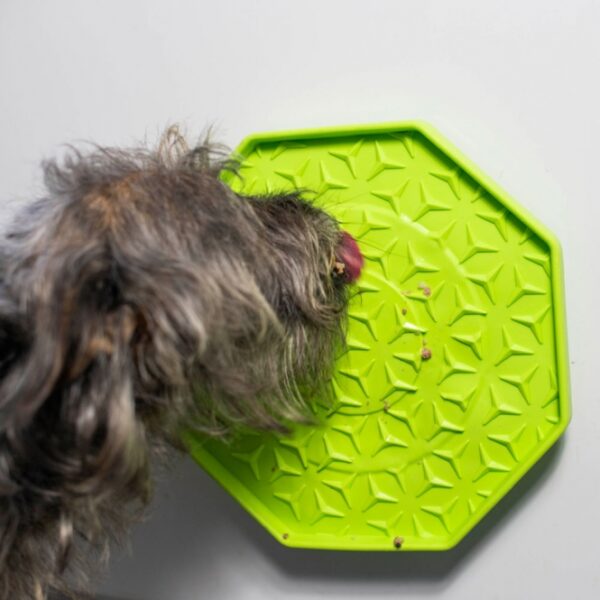 Die Ladi Mat Schleckplatte ist das perfekte Spielzeug zur Beschäftigung Ihres Hundes und sorgt für stundenlangen Spaß. Bestreichen Sie die hochwertige Schleckplatte einfach mit einer leckeren Paste oder Ihrem Hundes Lieblingssnack, und schon hat Ihr Vierbeiner ein köstliches und langanhaltendes Vergnügen. Für zusätzliche Abkühlung können Sie die Schleckplatte sogar mit Leckereien einfrieren – ideal für heiße Tage! Die Ladi Mat Wobbler ist mit einem praktischen Saugnapf ausgestattet, der die Matte anhebt und beim Schlecken wackeln lässt, was das Erlebnis noch spannender macht. Hergestellt aus ungiftigem Silikon in Lebensmittelqualität, verfügt sie über einen speziellen Anti-Rutsch-Belag, der für sicheren Halt sorgt. Zudem ist die Schleckplatte spülmaschinengeeignet und frostfest, was die Reinigung und Pflege zum Kinderspiel macht. Mit einem Durchmesser von ca. 25 cm und in einem ansprechenden Grün ist die Ladi Mat nicht nur funktional, sondern auch optisch ein Highlight in jedem Haushalt. Gönnen Sie Ihrem Hund das beste Vergnügen mit dieser langlebigen und praktischen Schleckplatte!